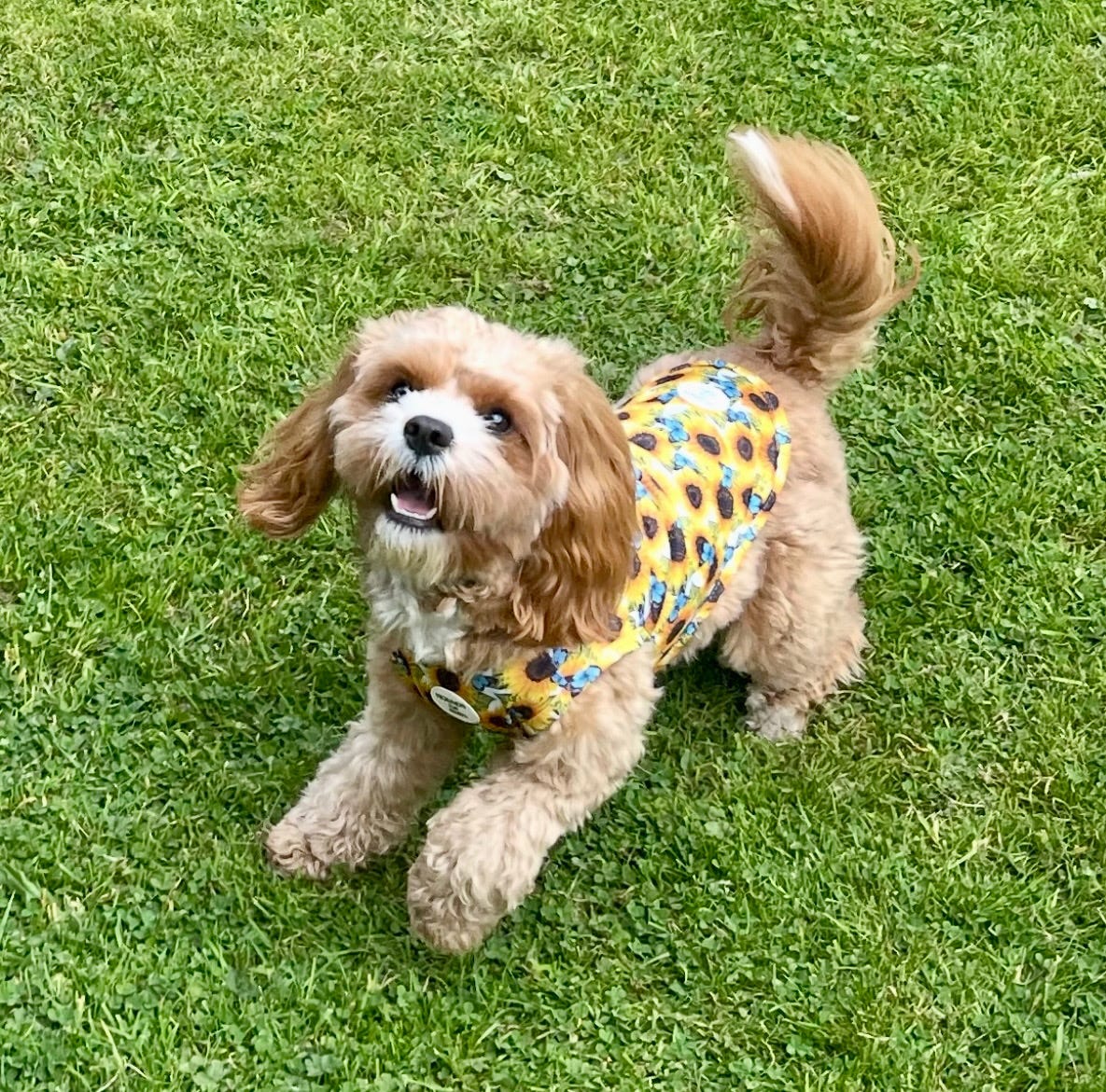 Sunflower Flutter Dog Cooling Vest