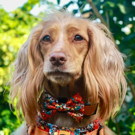 Retro BloomDesign Dog Bow Tie