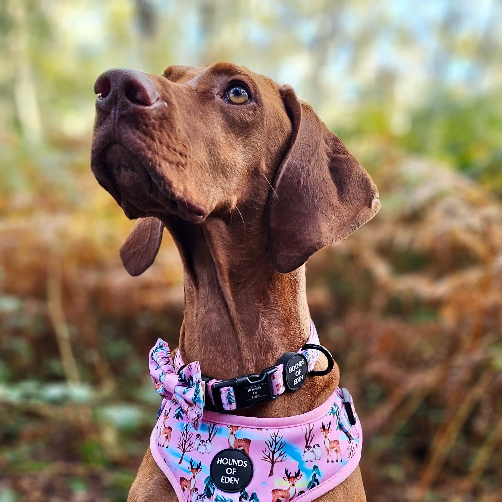 Aurora Nights - Pink Penguin Design Dog Collar