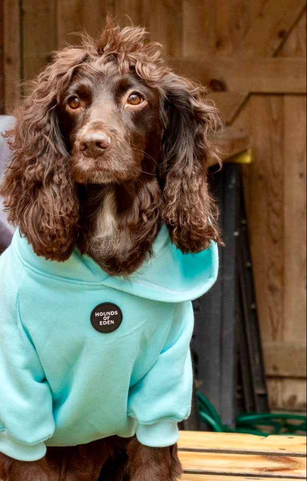 Dog Hoodie - Sky Blue