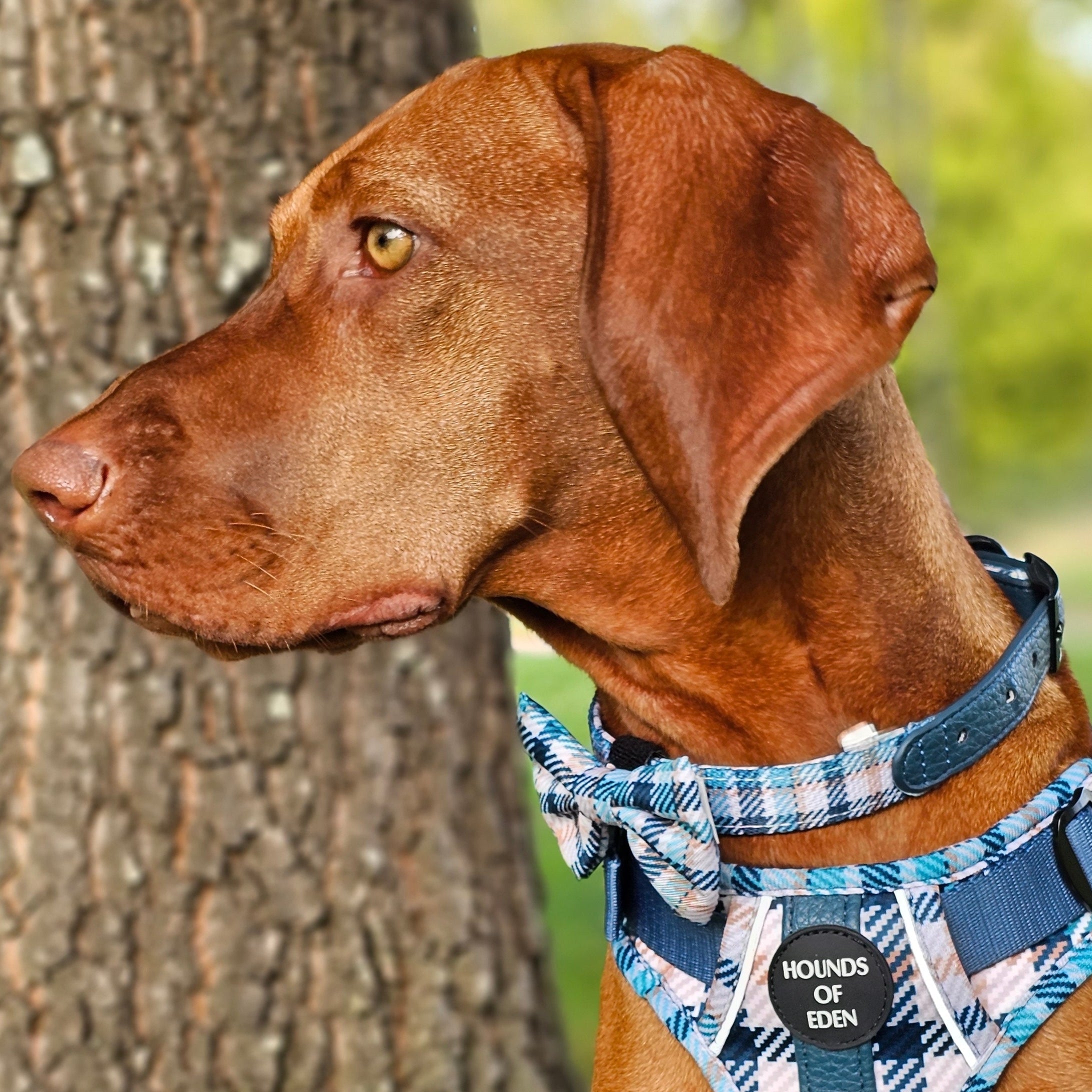 Tealing Smart Leather Dog Collar