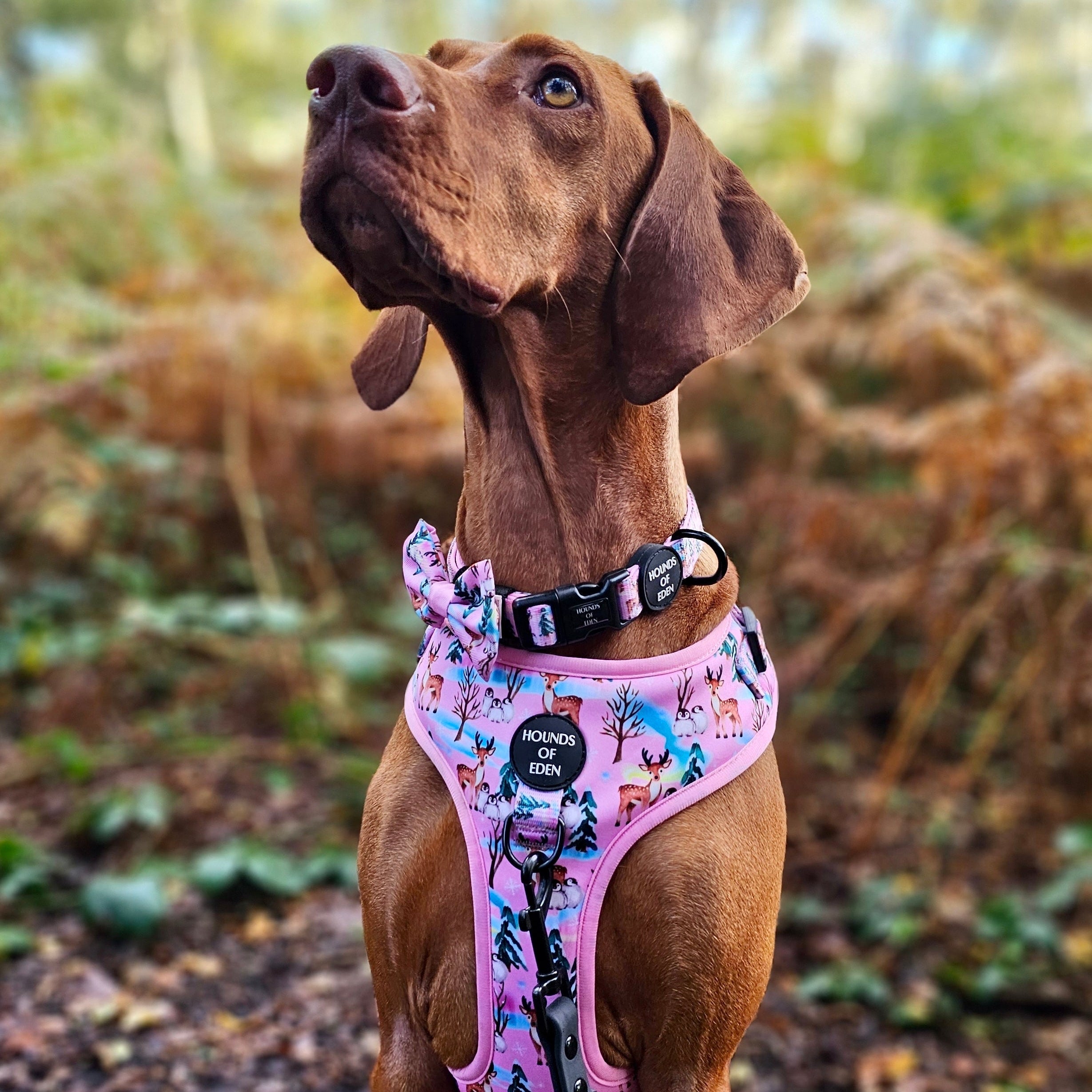 Aurora Nights - Pink Penguin Design Dog Harness