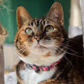 Florentina - Cat Collar, One Size