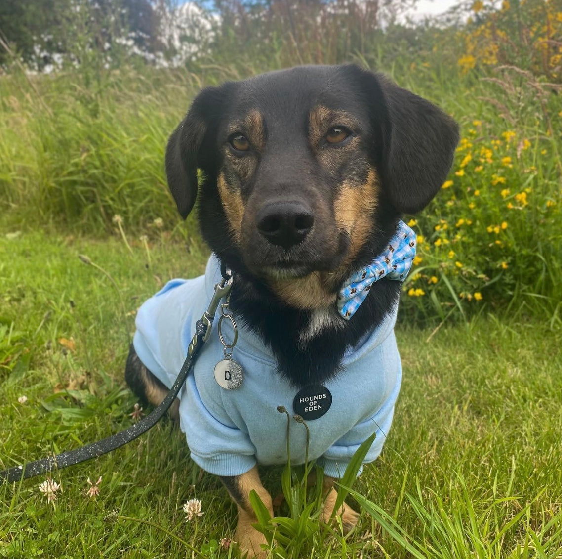 Dog Hoodie - Sky Blue