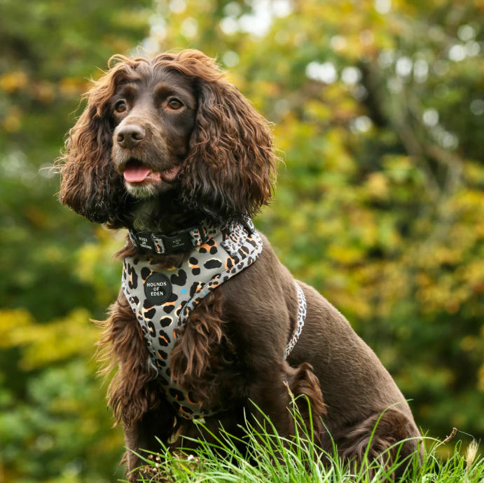 'Steel Leopard' - Khaki/Grey Dog Harness