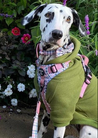 Dog Hoodie - Olive Green