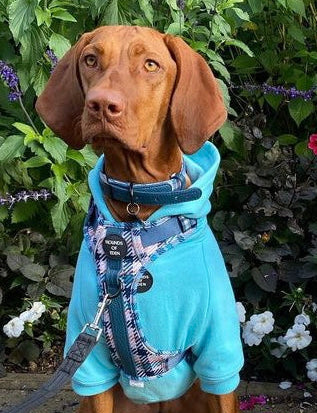 Dog Hoodie - Sky Blue
