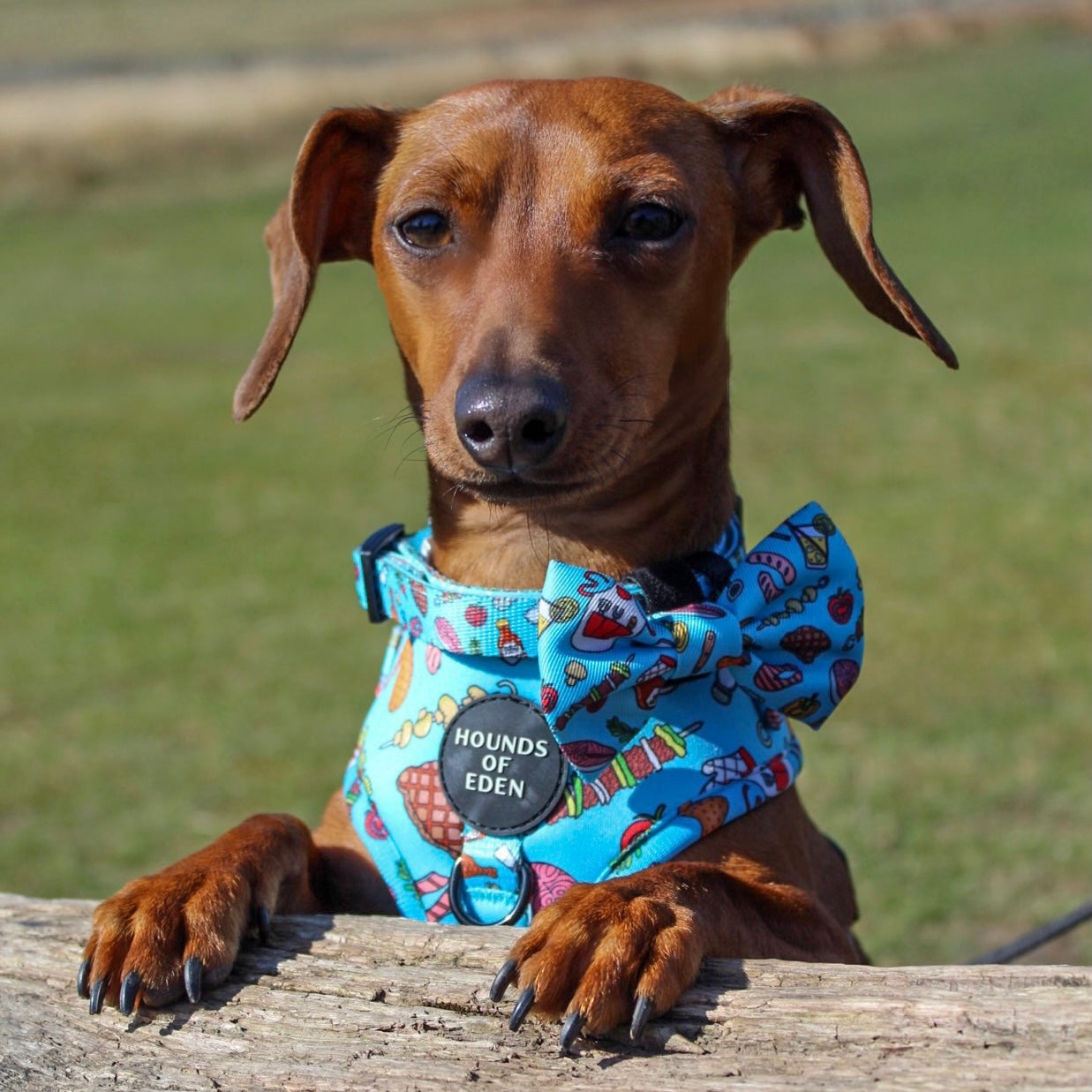 Grill 'n' Chill - Dog Collar