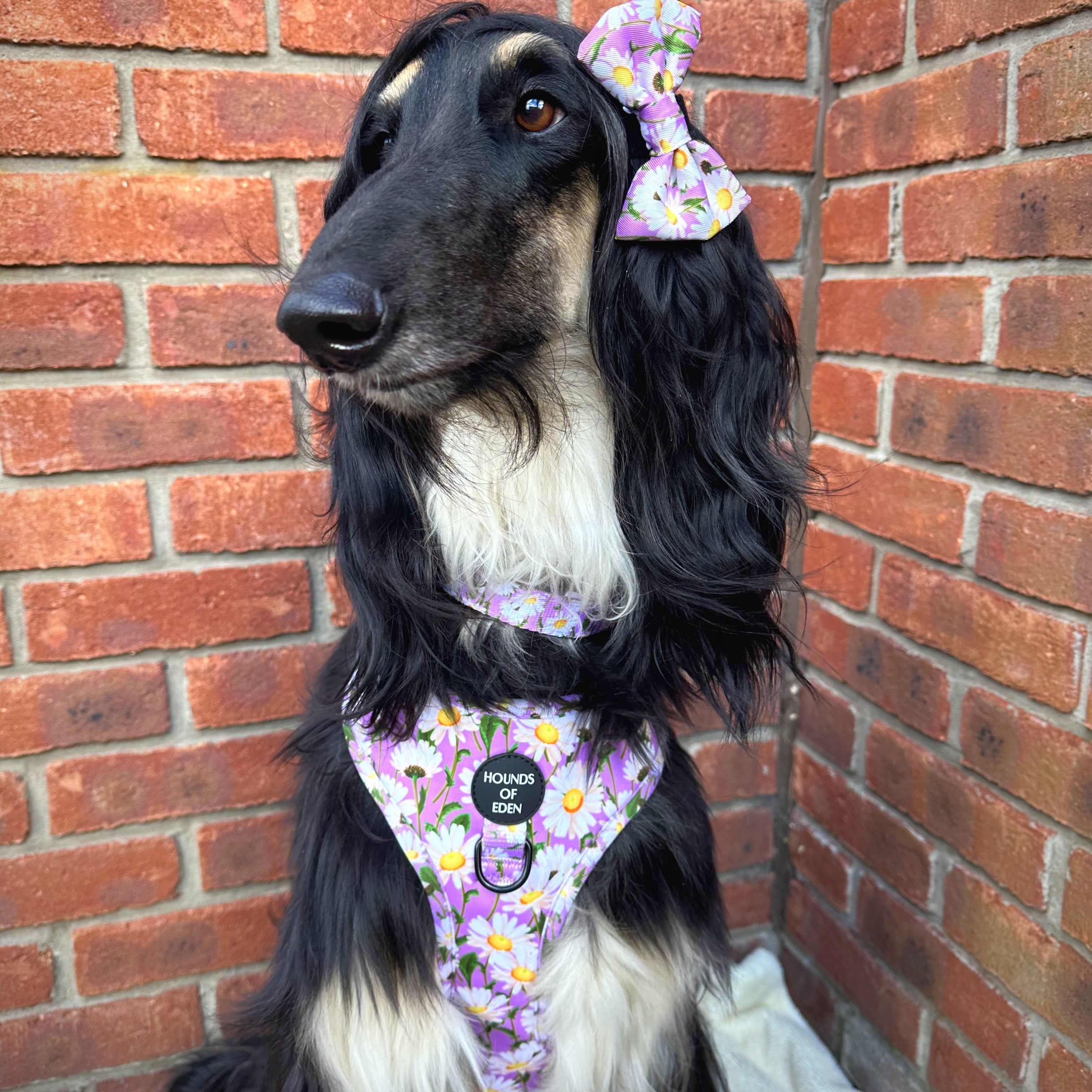 Daisy Dreams Design Dog Harness