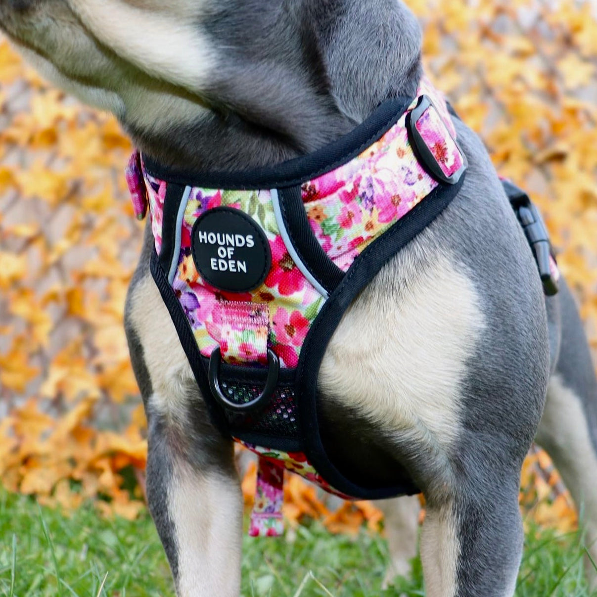 Supaw Strong™ 'Florentina' Utility Harness