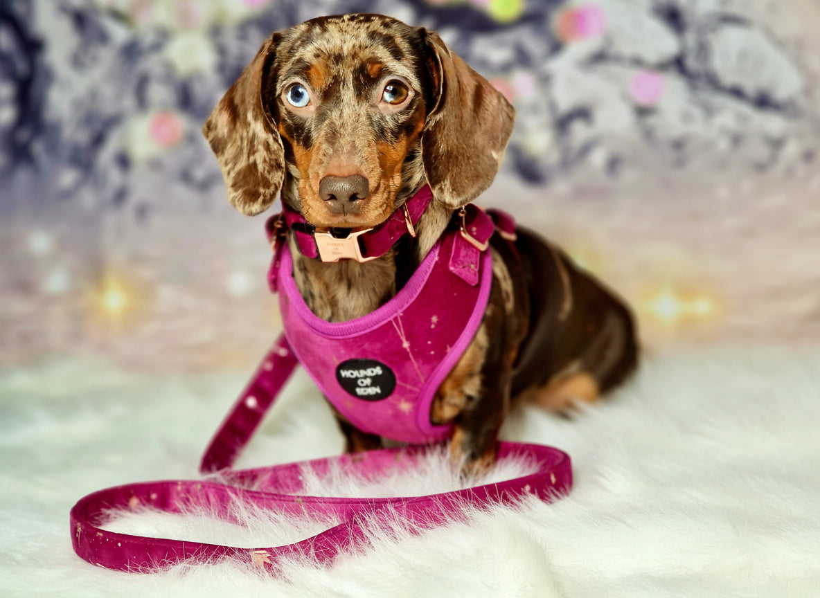 Dachshund wearing a pink harness and leash with a sparkling background