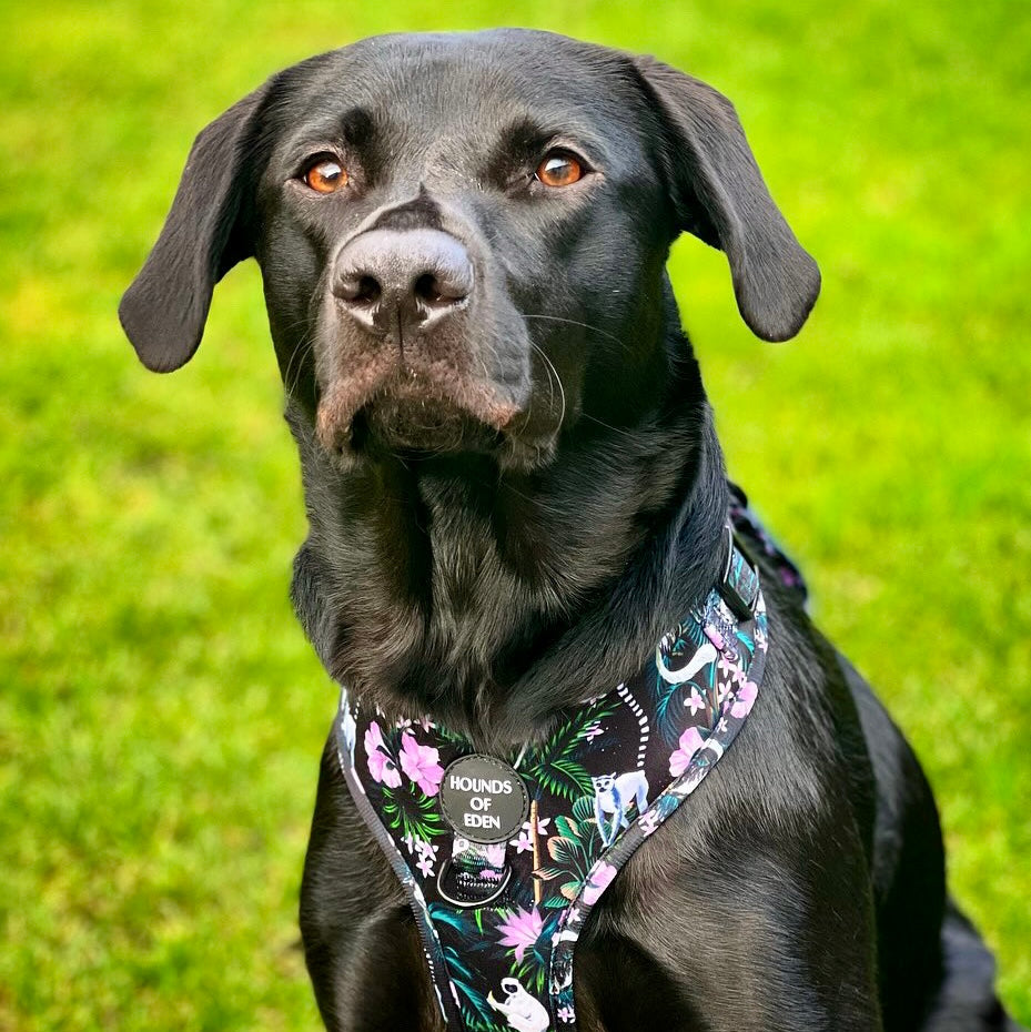 Midnight Madagascar Design Dog Harness