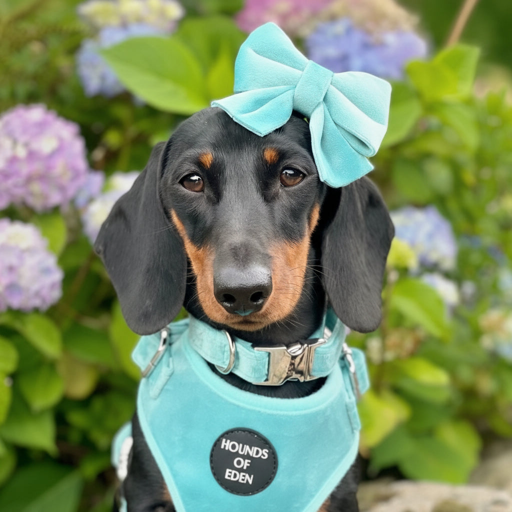 Tiffany's - Light Teal Velvet Dog Harness with Silver Metal Hardware