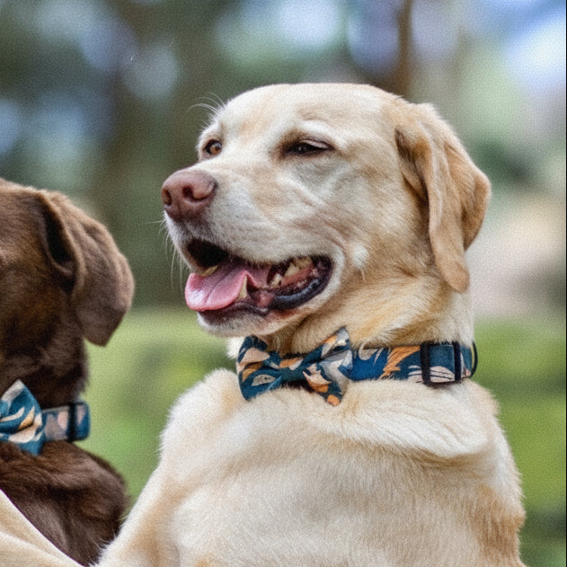 'Brush It Off' Dog Bow