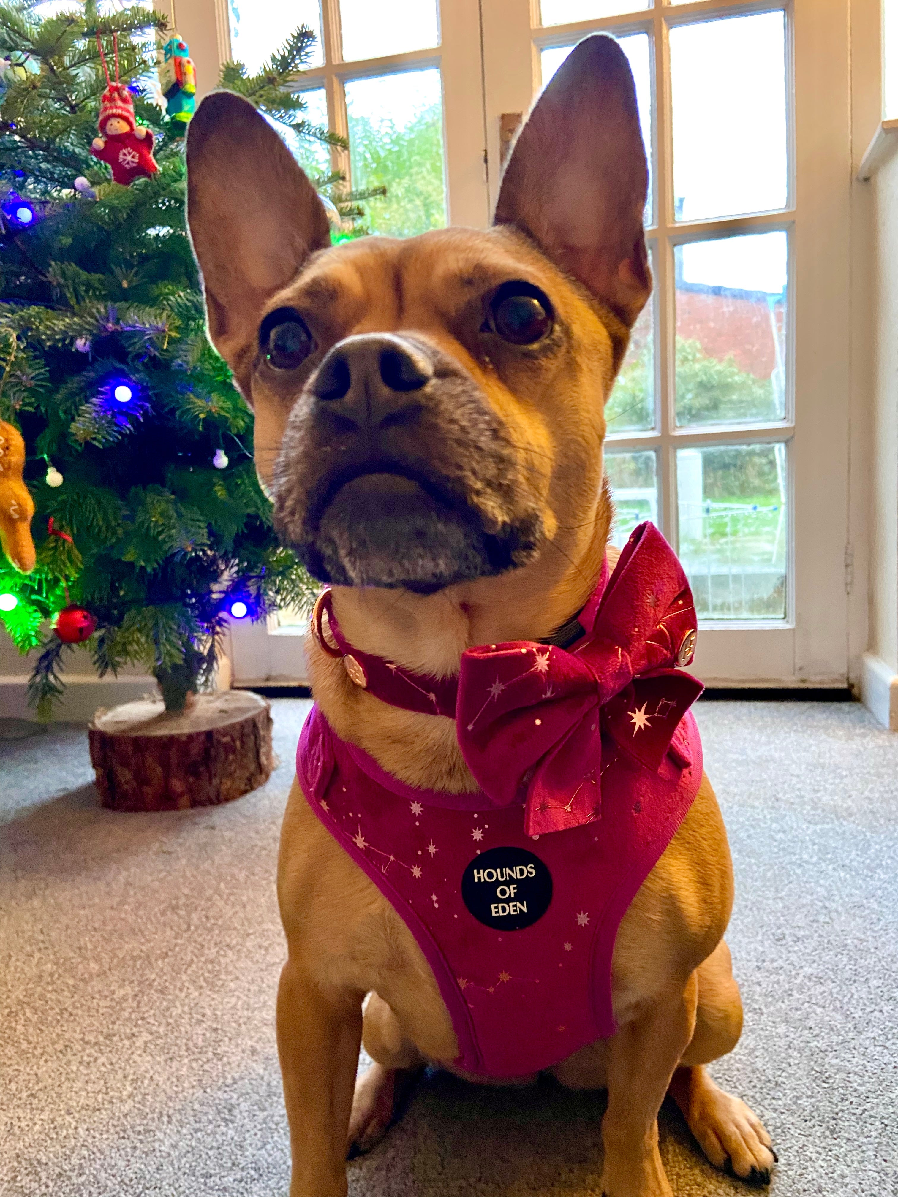 Magenta Sky Velvet Harness