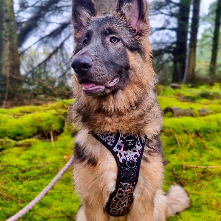 Supaw Strong™ 'Steel Leopard' Utility Harness