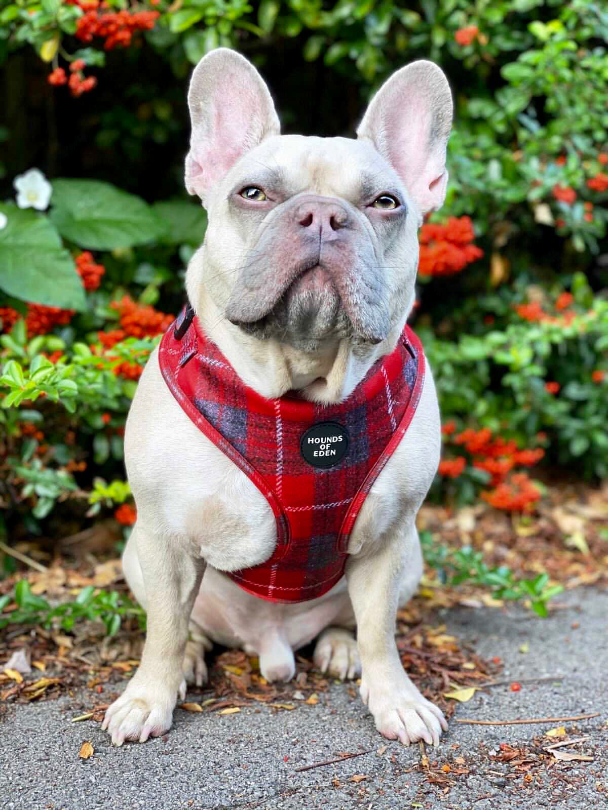 'Sammi' - Red & Grey Check Dog Harness