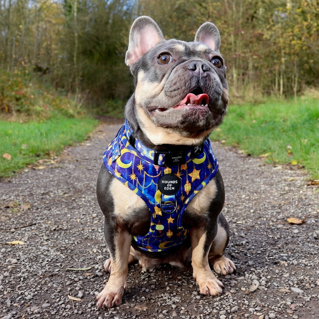 Arabian Nights - Blue and Gold Dog Harness