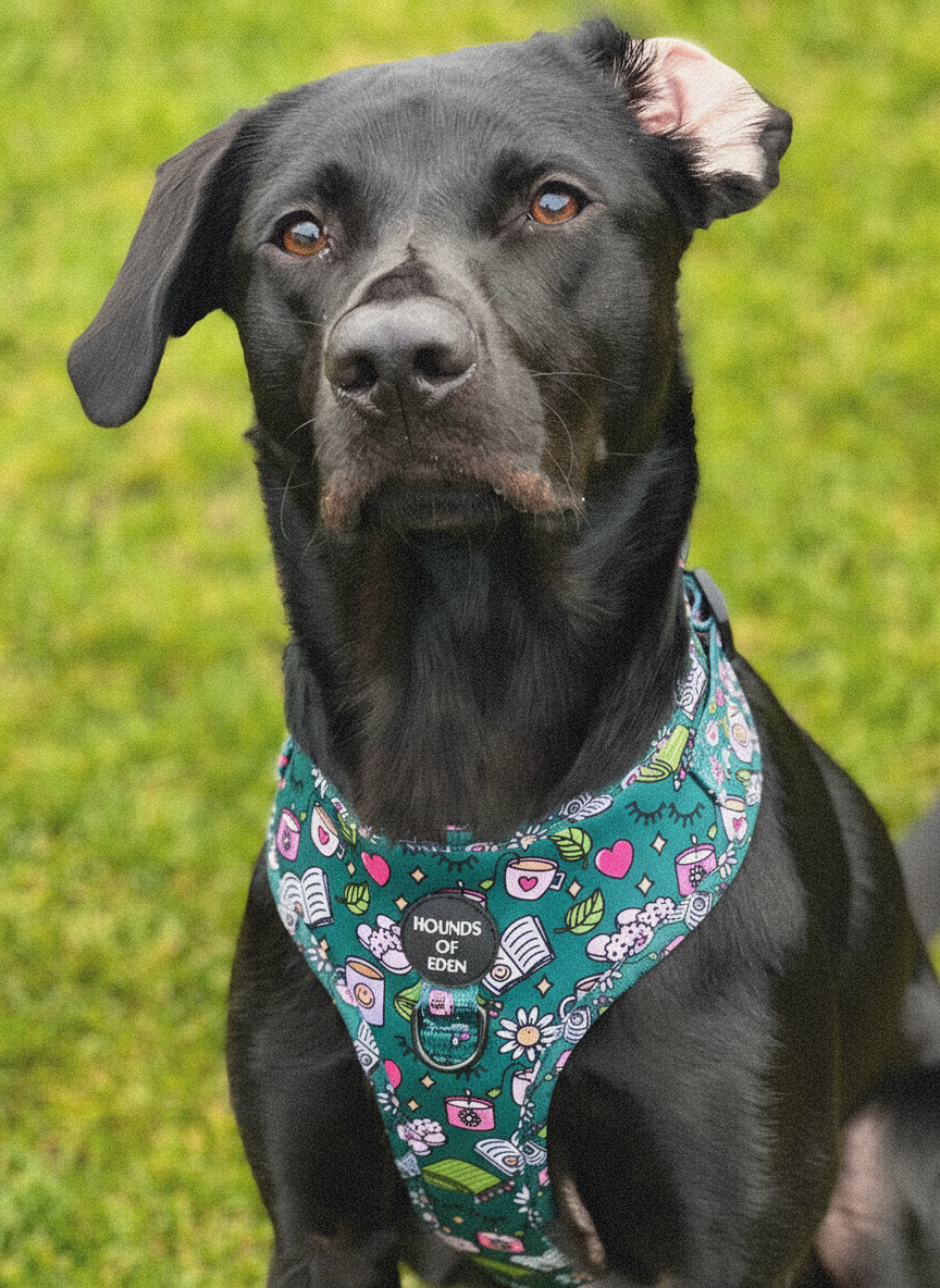 Self Care Design Dog Harness