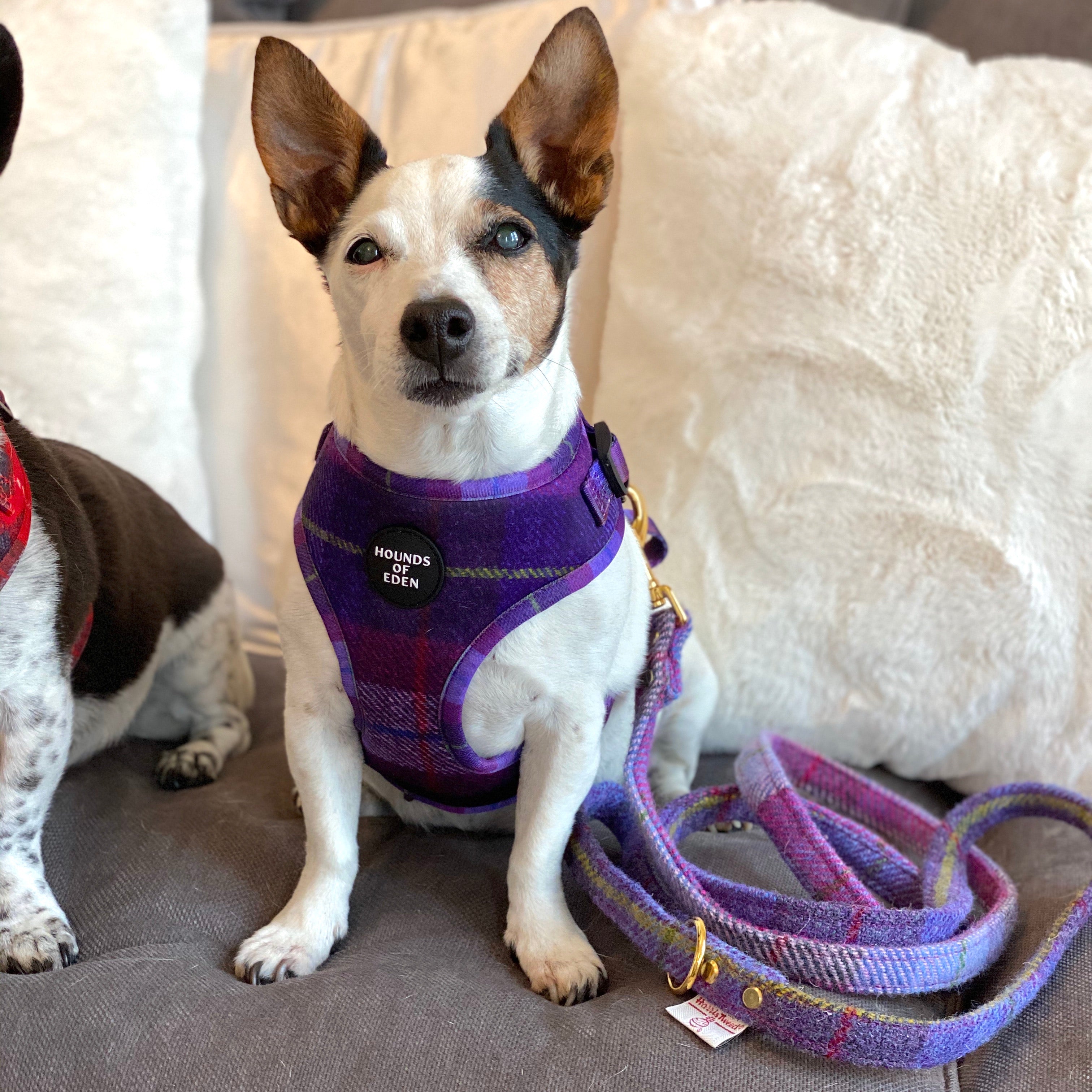 'Molly' - Pink & Purple Check Dog Harness