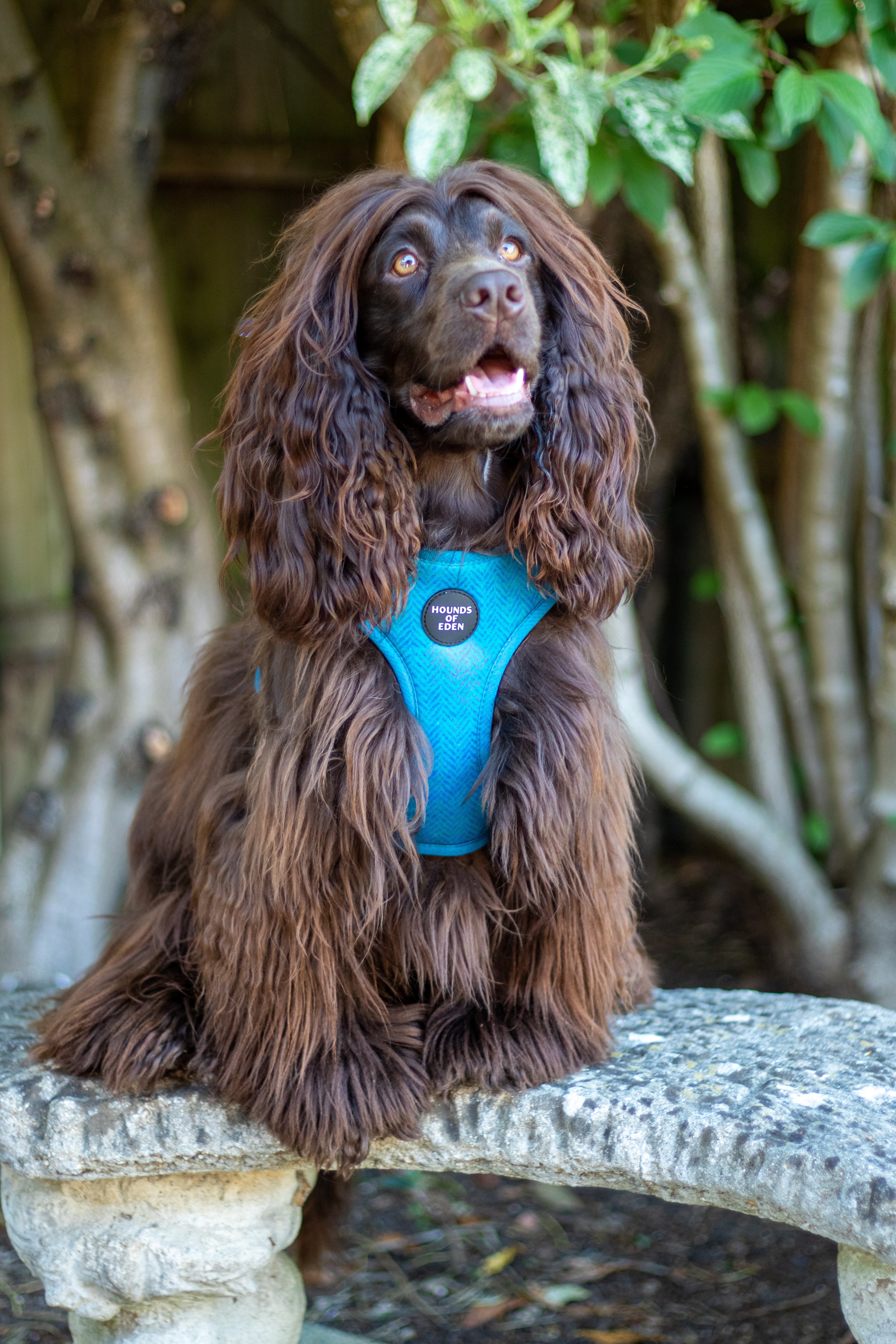'Bruce' - Blue & Teal Herringbone Dog Harness