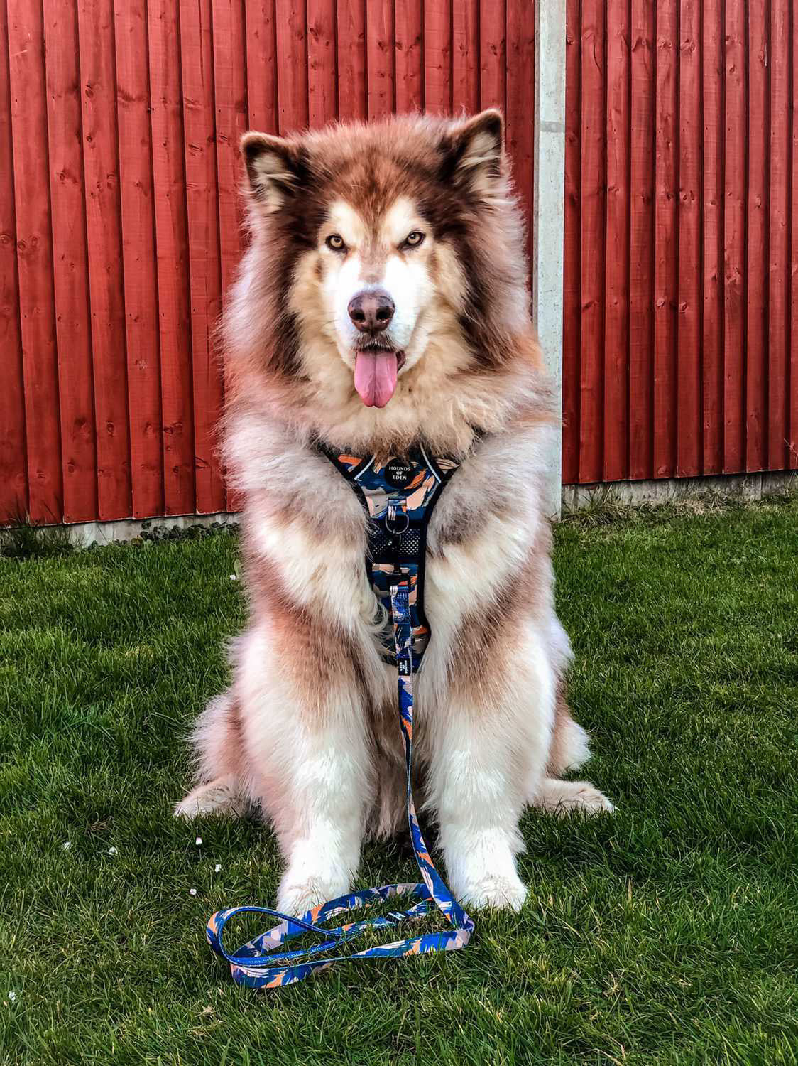 Supaw Strong™ 'Brush It Off' Utility Harness