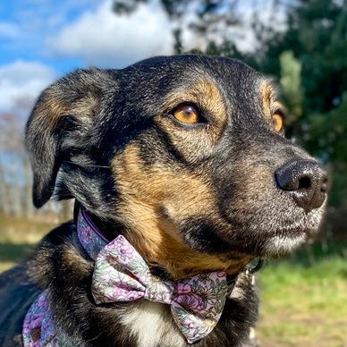 Wild Blossom - Design Dog Collar