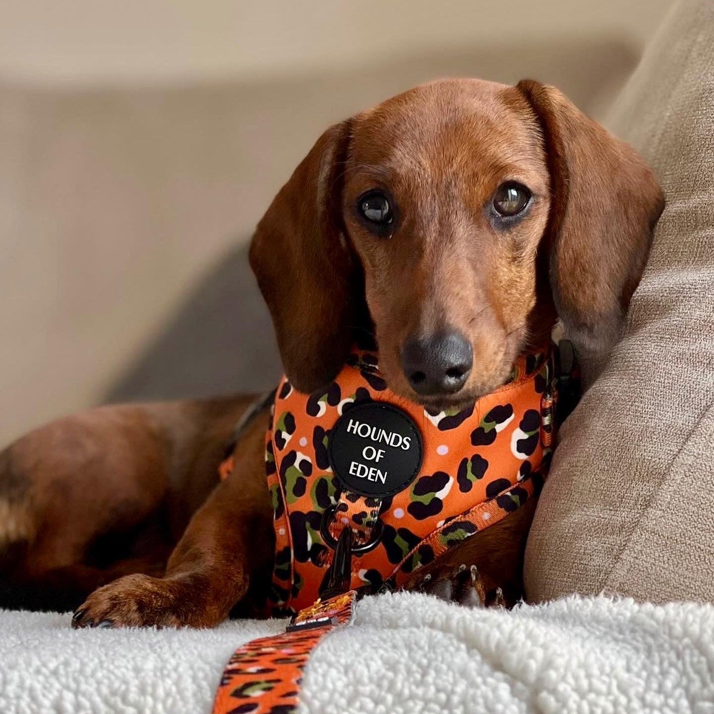 Burnt Orange Leopard Design Dog Harness