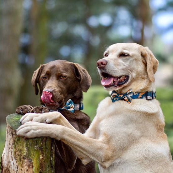 'Brush it Off' - Olive, Blue & Orange Camo Pattern Dog Collar