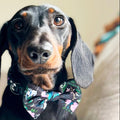 Midnight Madagascar Design Dog Bow Tie