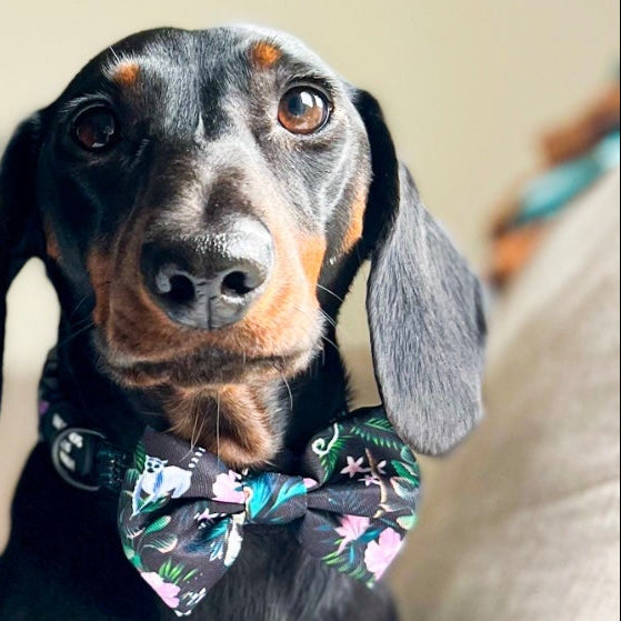 Midnight Madagascar Design Dog Bow Tie