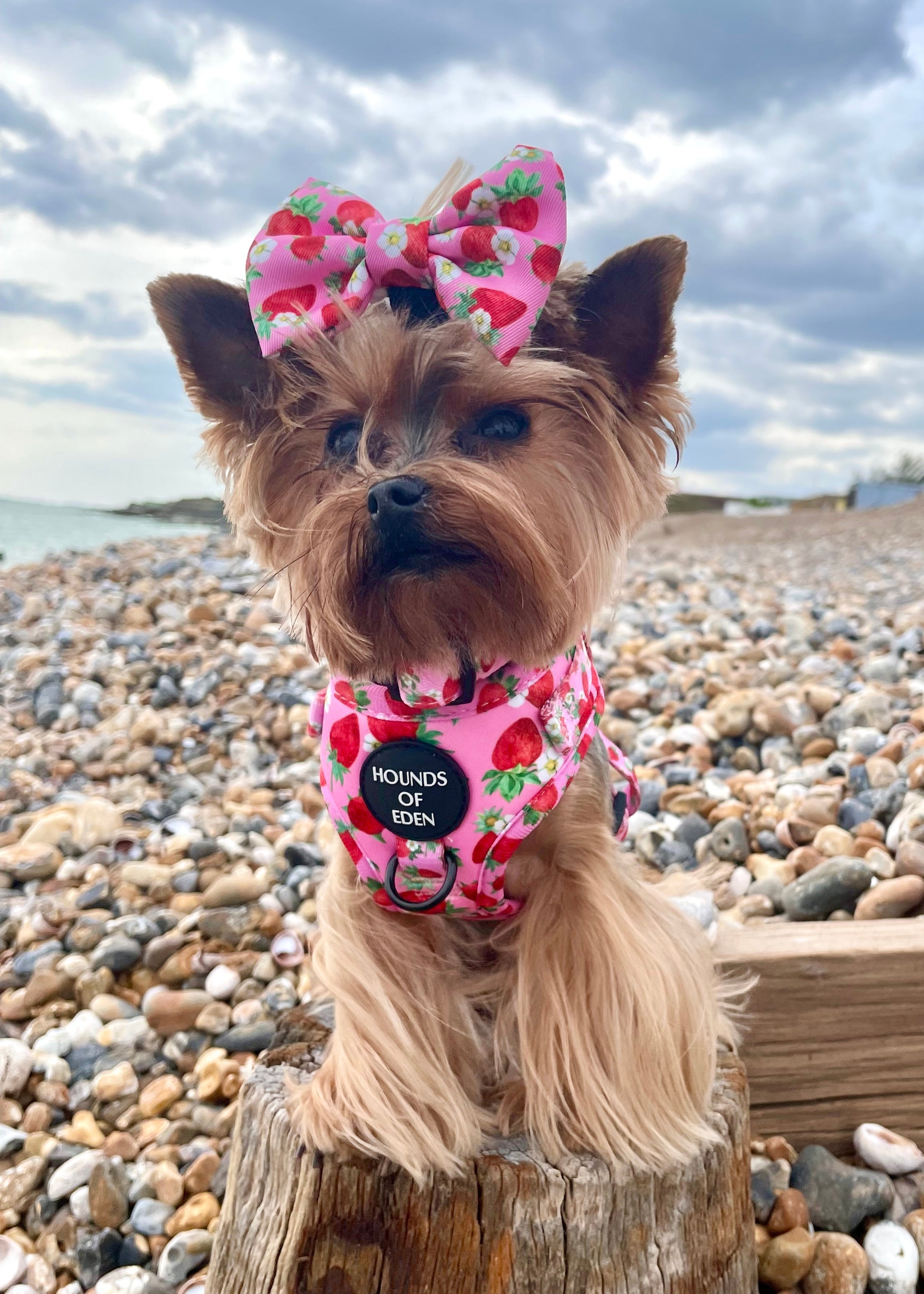 Strawberry Patch Design Dog Harness