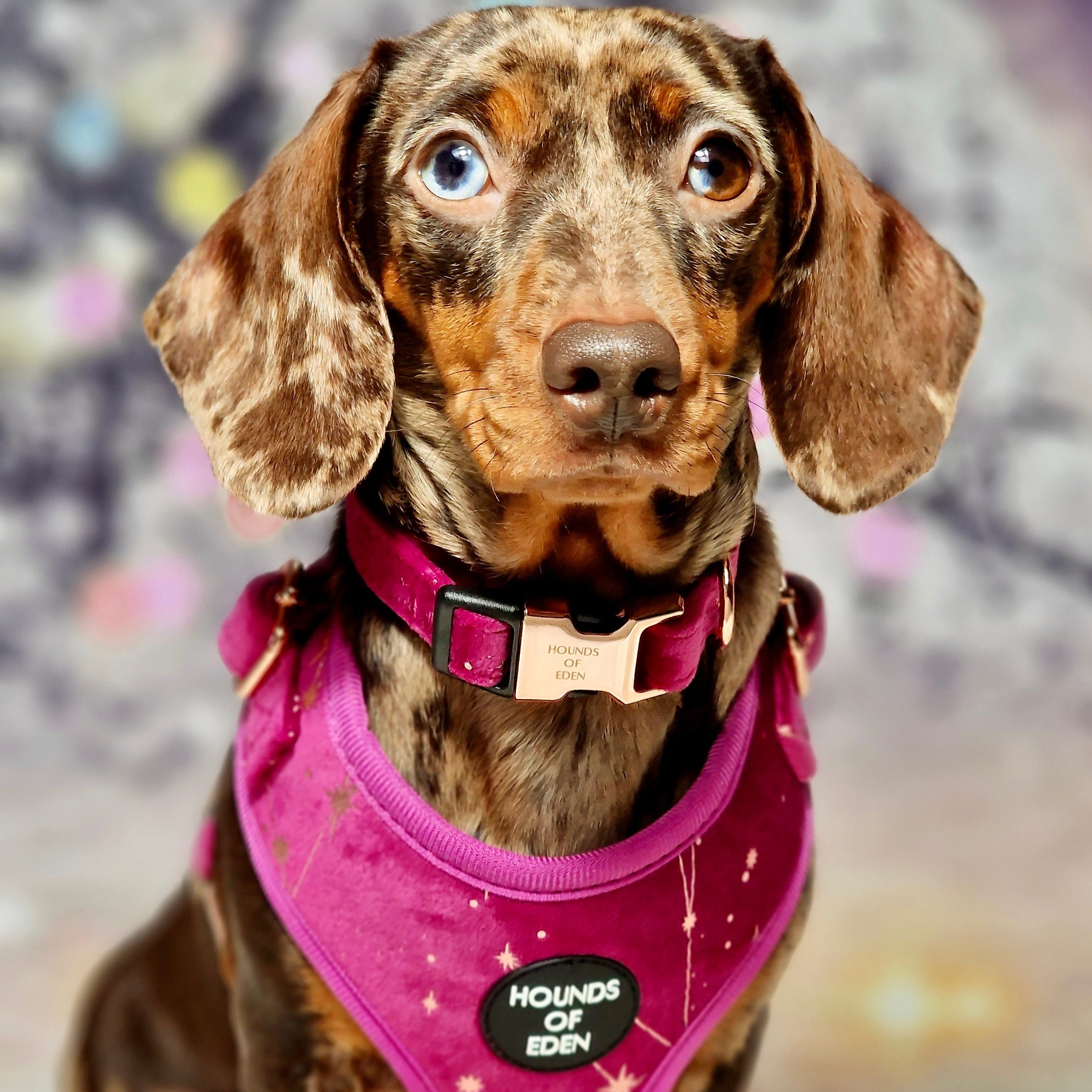 Magenta Sky Velvet Harness