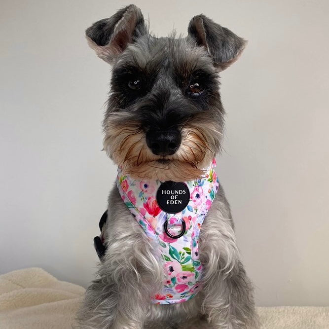 Ziggy's Secret Garden Design Dog Harness