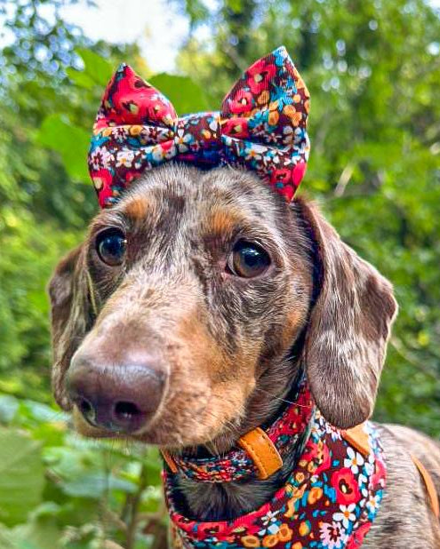 Retro BloomDesign Dog Bow Tie